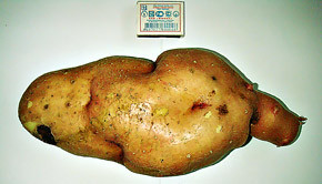 В Киевской области выросла гигантская картошка 