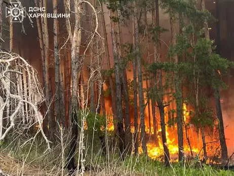 На Харківщині горять майже чотири тисячі гектарів лісу