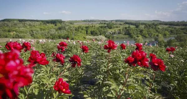 В Холодном Яру цветет долина пионов – две с половиной тысячи ароматных кустов