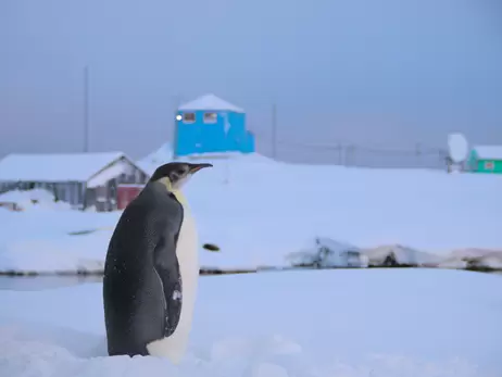 К украинским полярникам впервые за несколько лет пришел императорский пингвин