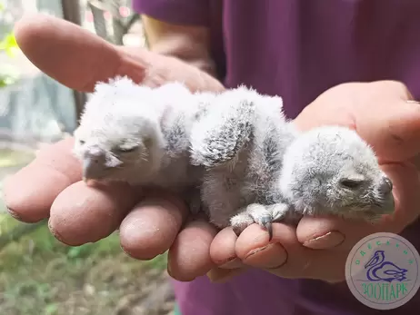 В Одеському зоопарку вилупилися пташенята хатнього сича