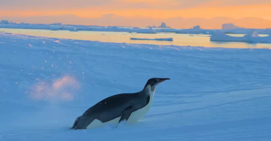 К украинским полярникам второй раз за месяц вернулся императорский пингвин