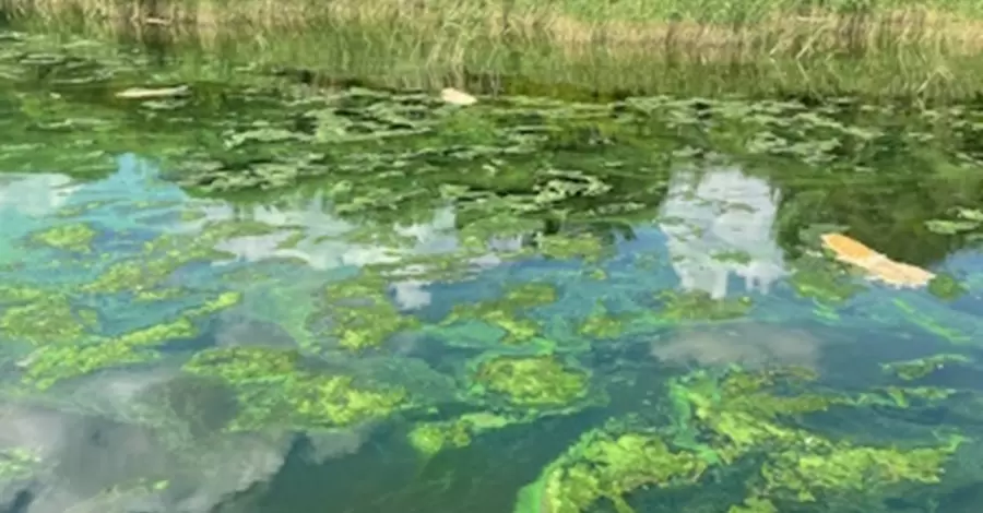 На берегу Днепровского водохранилища нашли мертвыми 18 тысяч сомов