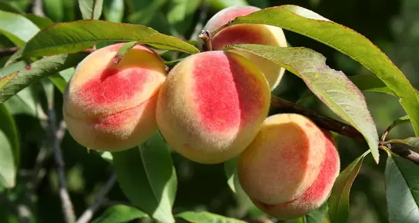 Обираємо найсмачніші персики: жовті - кислуваті, білі - соковиті, а інжирні смакують дітям