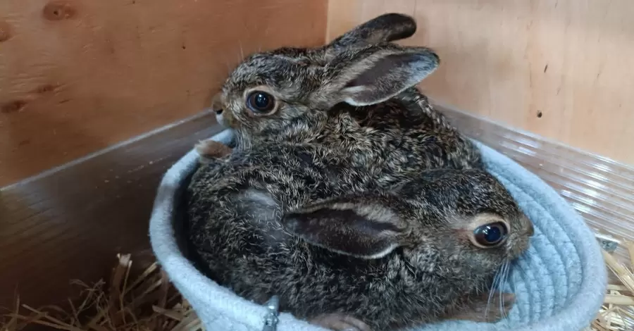 В Одеському зоопарку врятували двох зайченят, які залишилися без мами