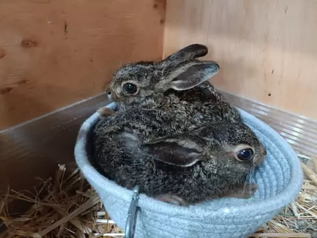 В Одесском зоопарке спасли двух зайчат, оставшихся без мамы