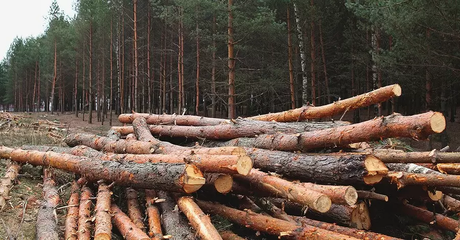 Селищна рада на Рівненщині сплатила майже 3 млн грн за незаконну вирубку дерев
