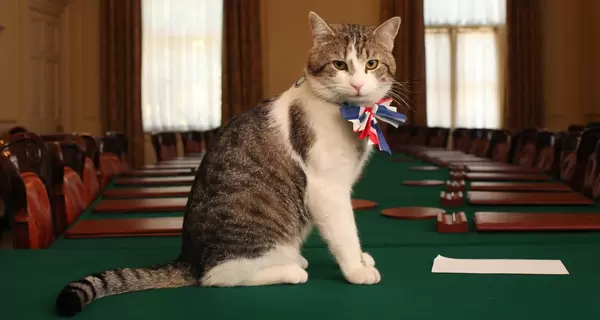 Як кіт із притулку на політику Лондона впливає: чи залишиться Ларрі на Даунінг-стріт, 10