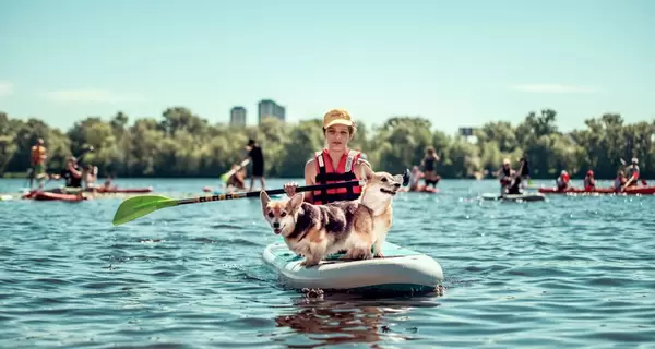 76 собак на SUP-бордах на Днепре: как мохнатых рекодсменов плавать учили