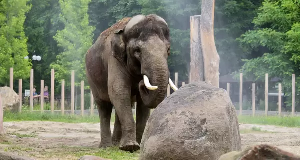 В Киевском зоопарке переселили слона Хораса, чтобы спасти его от аномальной жары