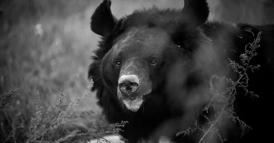 В шотландском зоопарке умер медведь из Ямполя, которого спасли бойцы ВСУ