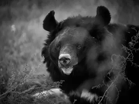 У шотландському зоопарку помер ведмідь із Ямполя, якого врятували бійці ЗСУ