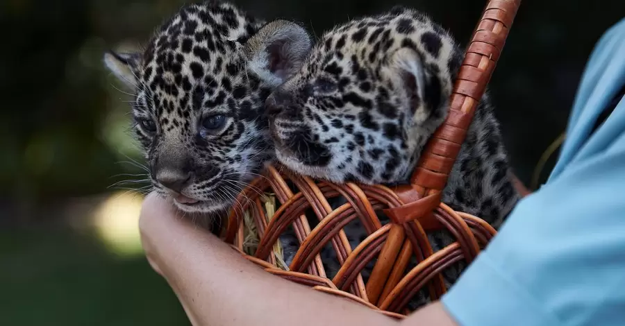 Жителі Харкова вибрали імена для новонароджених у зоопарку ягуарів