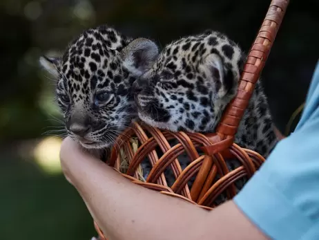 Жителі Харкова вибрали імена для новонароджених у зоопарку ягуарів