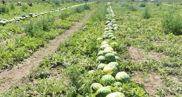 Херсонські фермери: Забудьте про наші кавуни та помідори – їх не буде найближчими роками