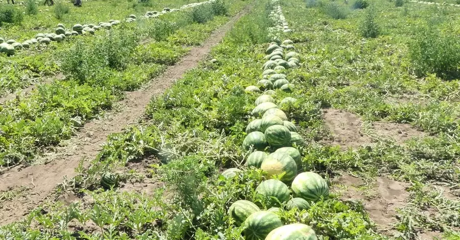 Херсонские фермеры: Забудьте о наших арбузах и помидорах – их не будет в ближайшие годы