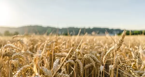 Урожай зерна в Украине сократится из-за аномальной жары, - Укргидрометцентр