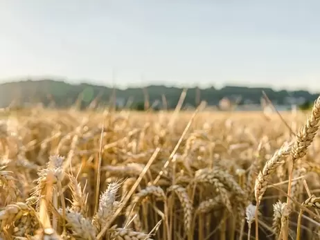 Урожай зерна в Україні скоротиться через аномальну спеку, - Укргідрометцентр