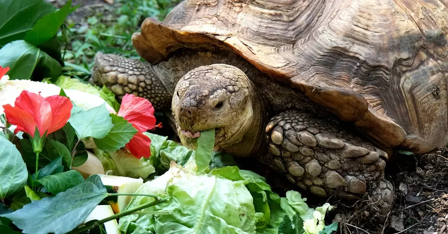 В Киевском зоопарке для гигантских африканских черепах обустроили летнюю зону