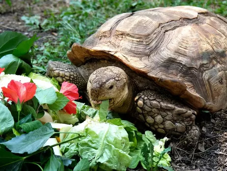 В Киевском зоопарке для гигантских африканских черепах обустроили летнюю зону