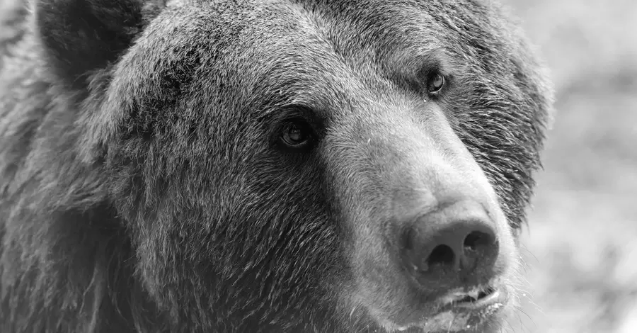 У притулку «Домажир» на Львівщині помер ведмідь Сірко — проковтнув довгу гілку
