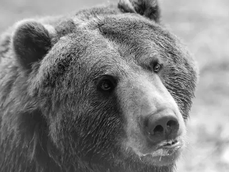 В приюте «Домажир» на Львовщине умер медведь Сирко — проглотил длинную ветку