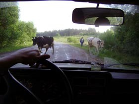 Коровы вышли на большую дорогу 