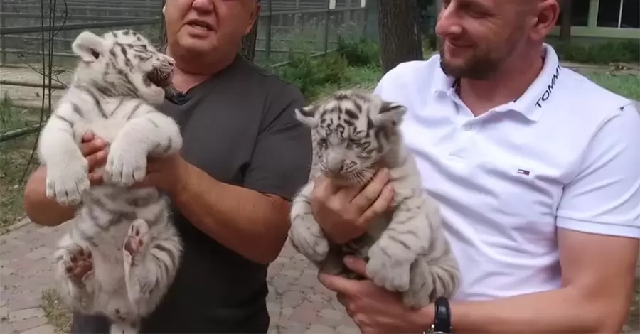 В Харьковском экопарке пополнение в семье белых тигров