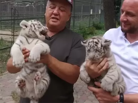 У Харківському екопарку поповнення в сім’ї білих тигрів