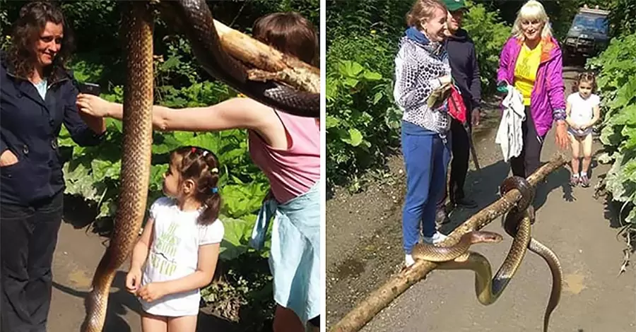 Анаконда или гигантский полоз? Туристы на Раховщине встретили гигантскую змею