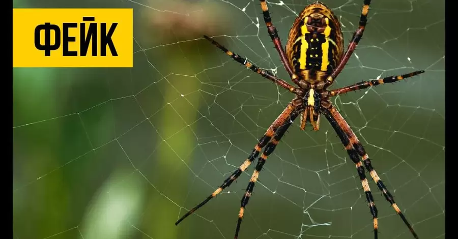 МОЗ спростувало російський фейк про нашестя отруйних павуків в Україні