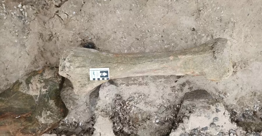 В Запорожье на берегу Днепра нашли кости мамонта