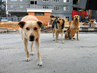 В Одессе массово травят бездомных собак 
