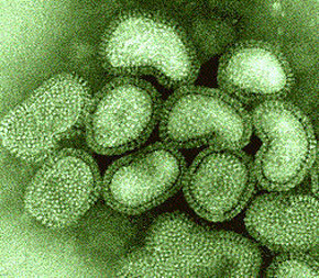 На Украину надвигается опасный вирус гриппа 