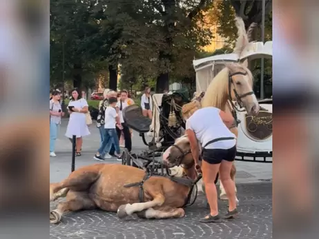 Во Львове временно запретили каретный бизнес после падения лошади