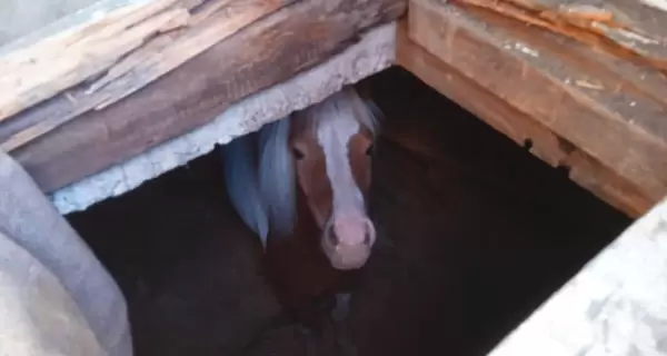 На частной ферме в Киевской области спасли провалившегося в погреб пони