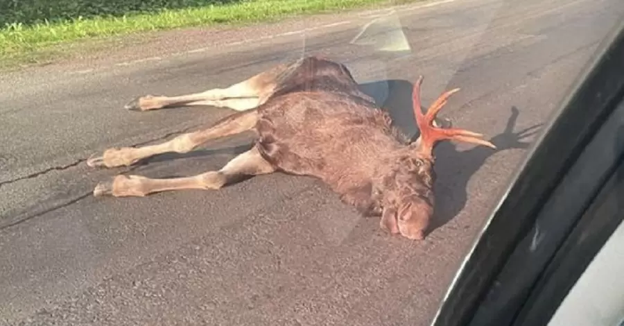 За вбивство лося на трасі водій заплатить 130 тисяч гривень штрафу