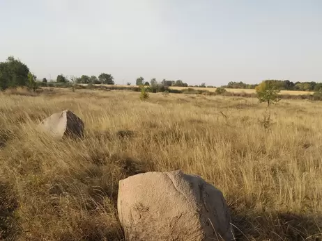 На Полтавщине нашли поле с краснокнижным ковылем