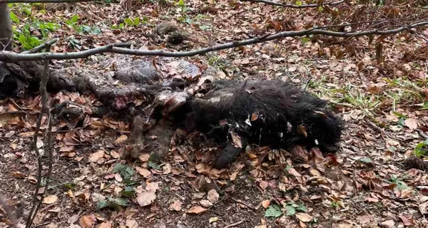 Во Львовской области браконьеры застрелили двух краснокнижных зубров