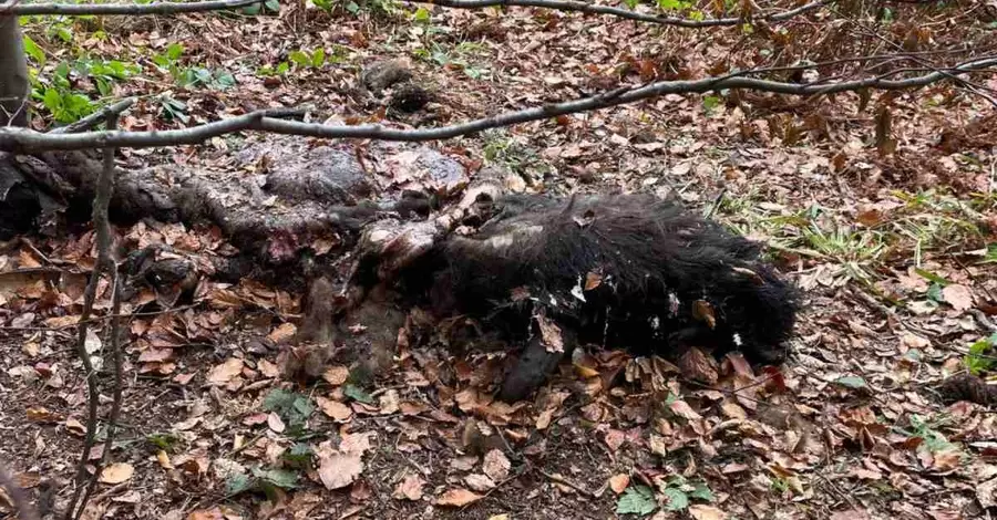 Во Львовской области браконьеры застрелили двух краснокнижных зубров