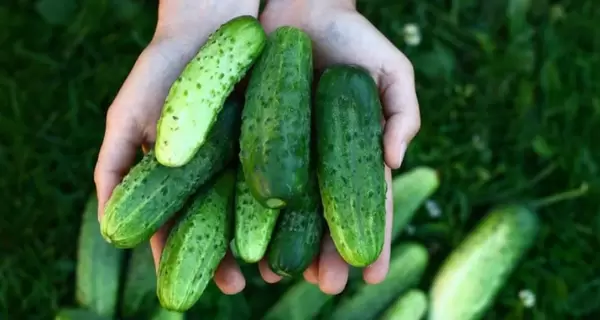 Эксперт о росте цен на огурцы: наши уже заканчиваются, а из-за границы еще не привезли