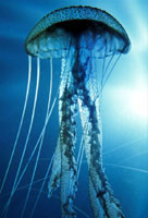 Учёные поняли почему жалят медузы 