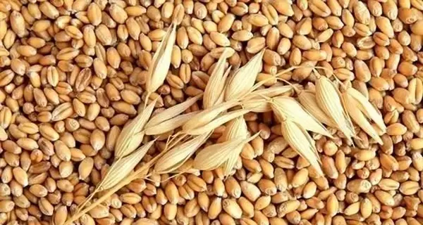 Компании-оболочки и приспешники на таможне: как бывший фискал обманывает государство на экспорте зерновых