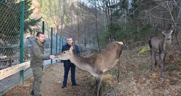 В Национальном парке «Синевир», кроме медведей, будут спасать и оленей