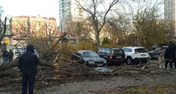 В Киеве упавшее из-за сильного ветра дерево убило женщину