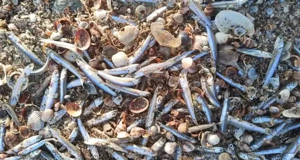 В Одесской области на берег выбросилось около 4 тонн анчоуса