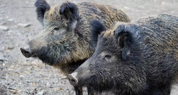 На Тернопольщине работники агрофирмы издевались над дикими кабанами - полиция открыла дело