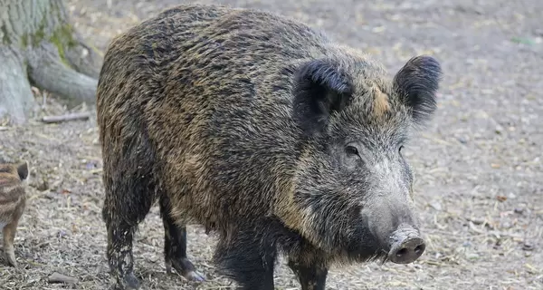 В Тернопольской области агрокомпания уволила 6 работников из-за жестокого обращения с животными