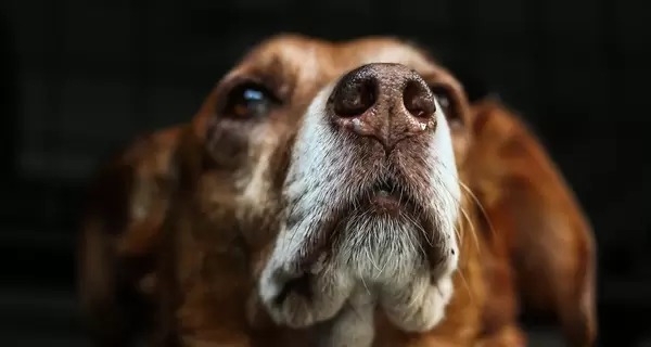 На Ровенщине подросток расстрелял собаку - полиция начала проверку