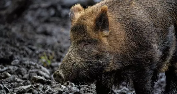 В Тернопольской области подозреваемых в издевательстве над дикими кабанами поместили под домашний арест